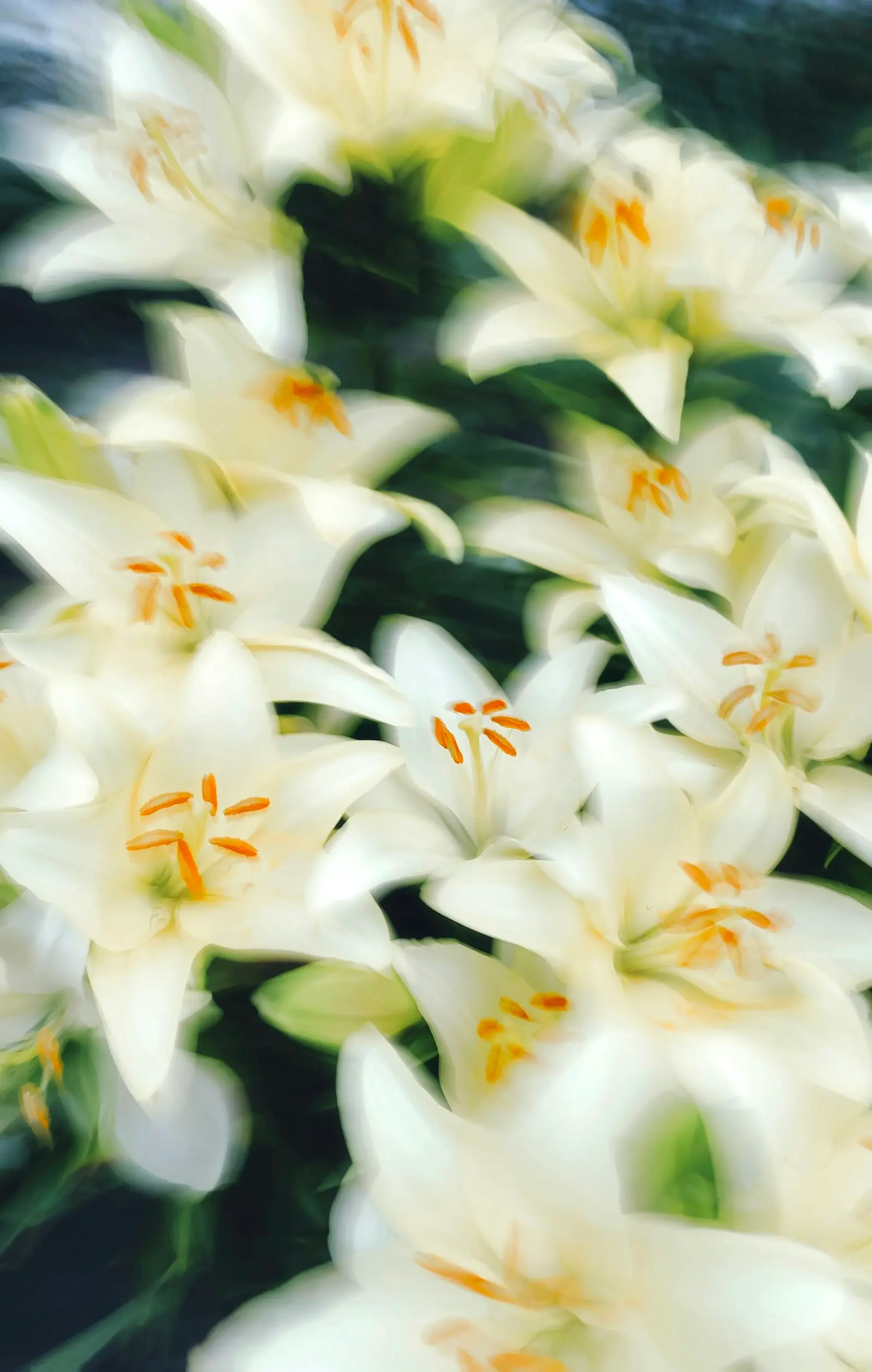 Lys blancs en pleine floraison, symbole de recueillement