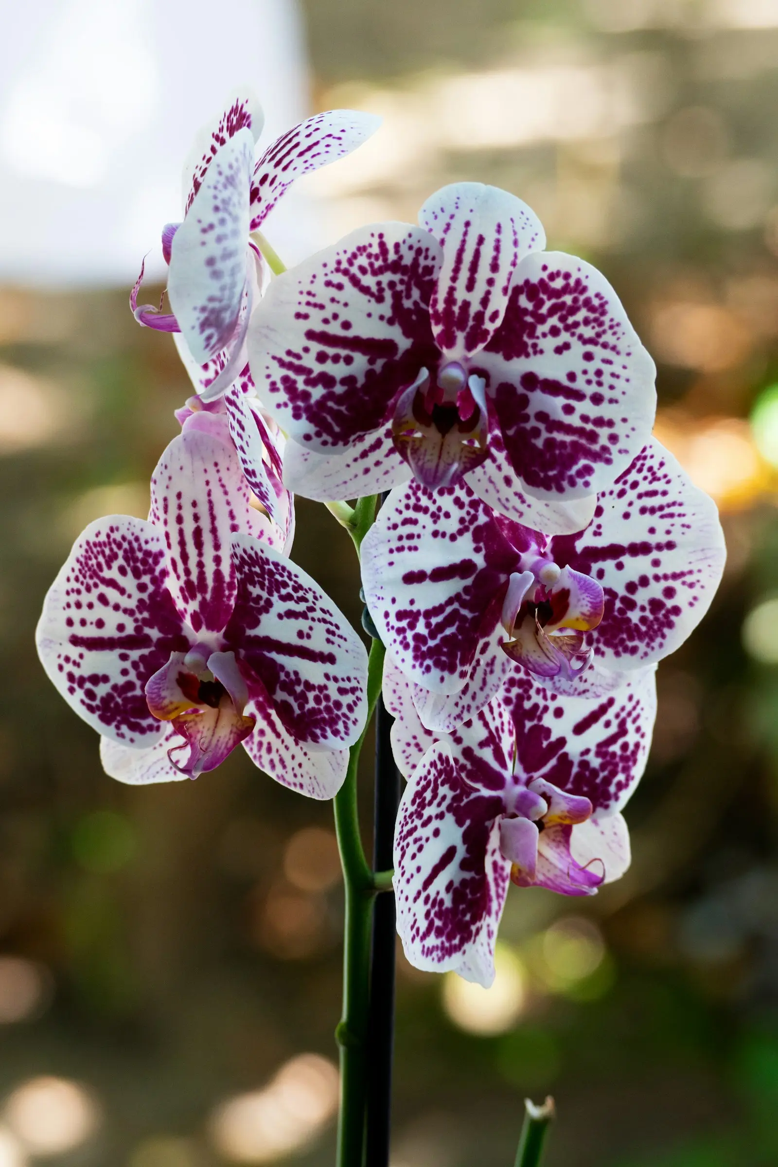 Orchidée phalaenopsis aux fleurs blanc rosé dans la lumière