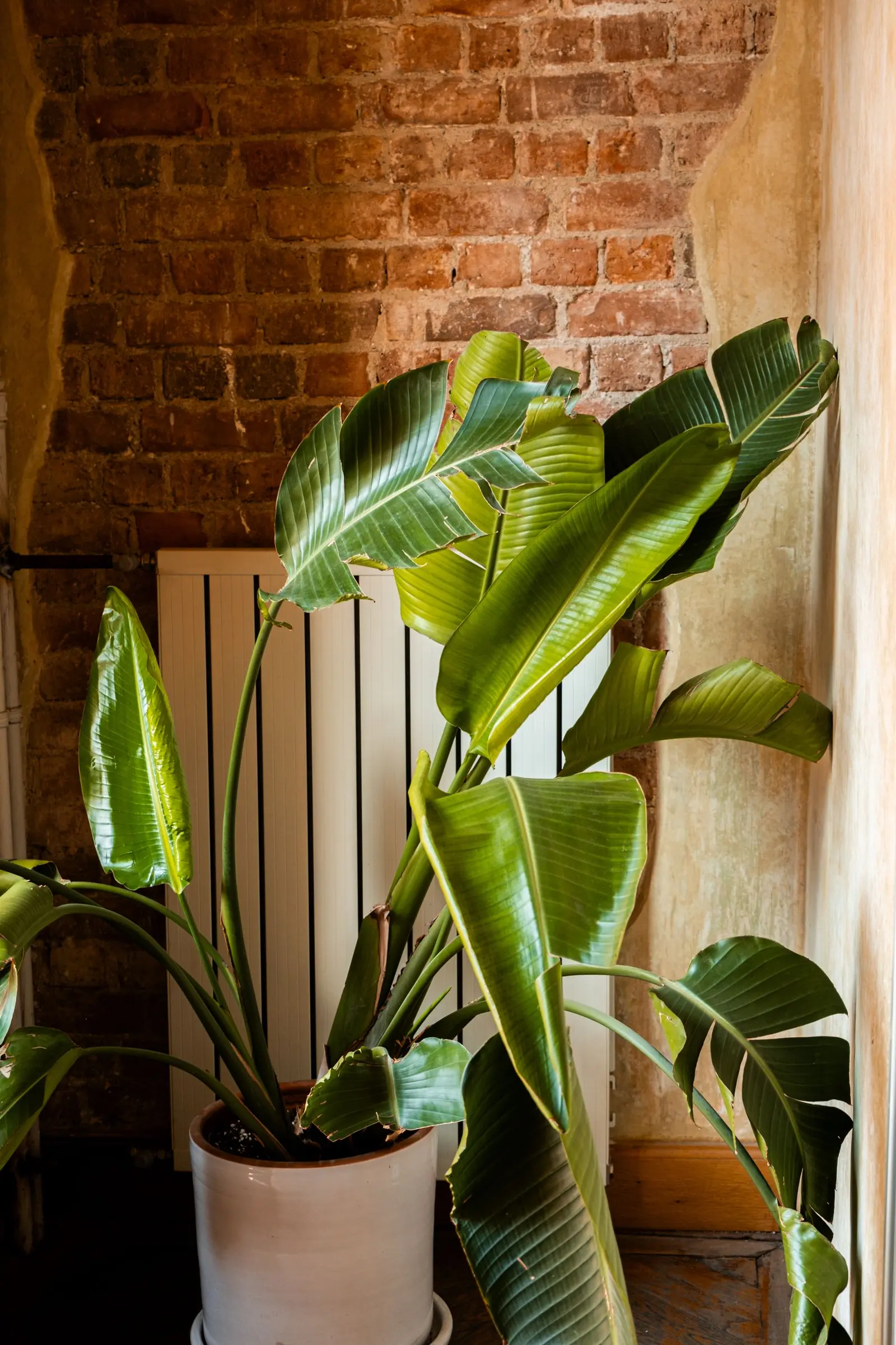 Grande plante verte strelitzia aux larges feuilles dans un pot blanc, devant un mur de briques