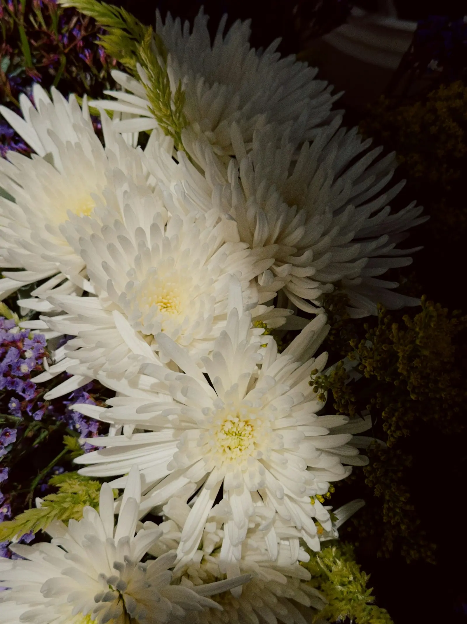 Chrysanthèmes blancs à cœur jaune, fleur traditionnelle de la Toussaint